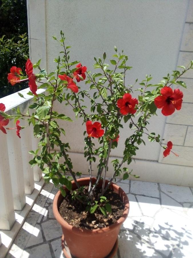 Apartman Hibiskus Bol Exterior foto