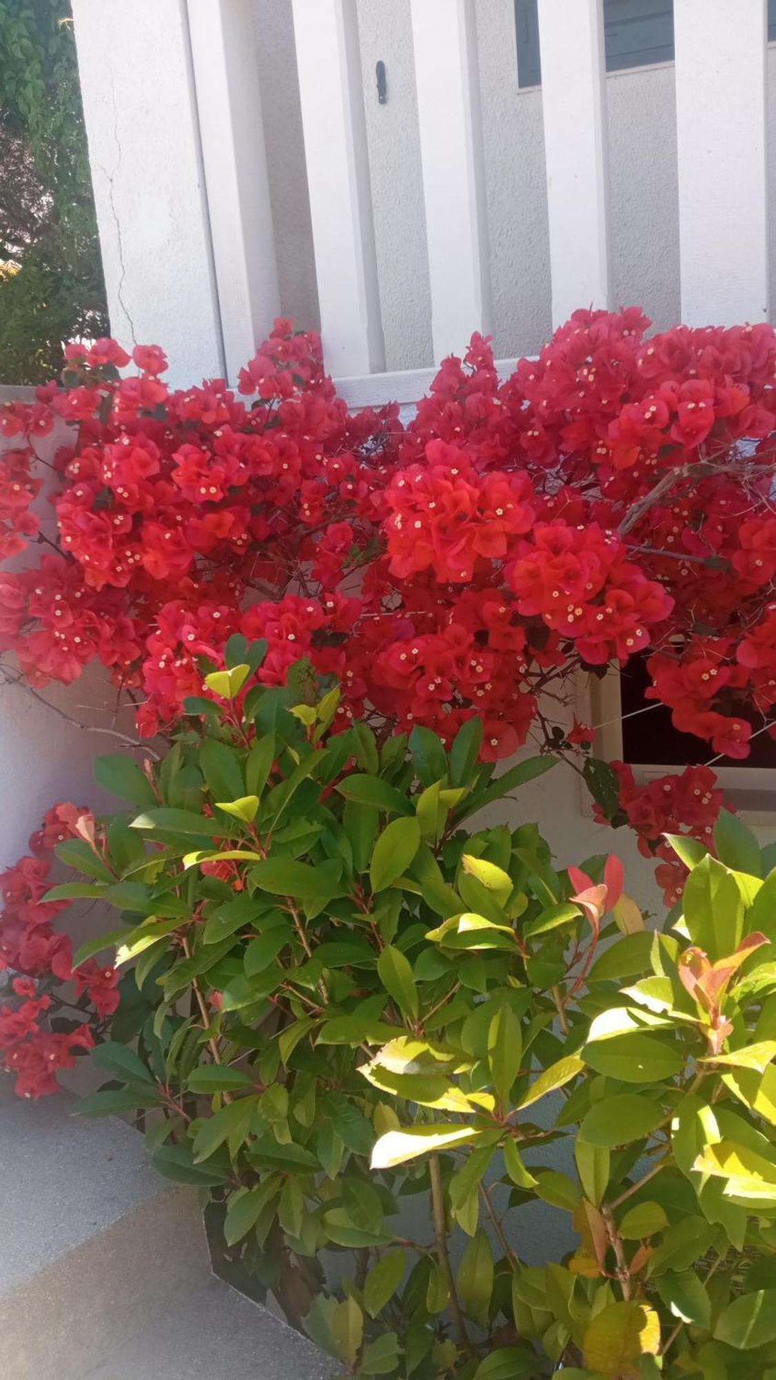 Apartman Hibiskus Bol Exterior foto